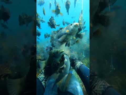just like clockwork #asmr #pestcontrol #kina #freediving