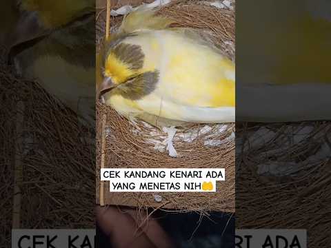 Proses burung menetas