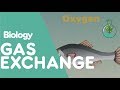 Exploring Gas Exchange Mechanisms in Animals