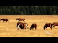 Evolution, Diversity, and Ecosystems