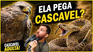 Qual AVE BRASILEIRA caça COBRAS PEÇONHENTAS?! #OrnitólogoResponde