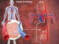 Sistema Circolatorio e Funzioni Cardiache