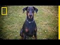 Surviving a Dog Encounter