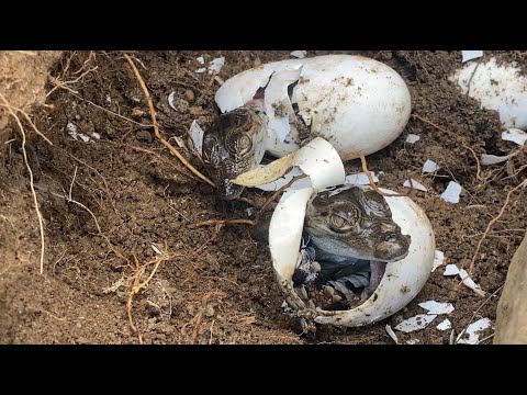 New born pedrators  l नए शिकारी पैदा हुए | নতুন শিকারিদের জন্ম