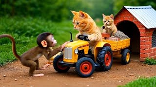 Ginger Kitten Ai cartoon Loves Flying KitesMama Cat Makes So Beautiful Butterfly Kites | Compilation