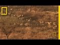 The Great Migration of White-Eared Cobb