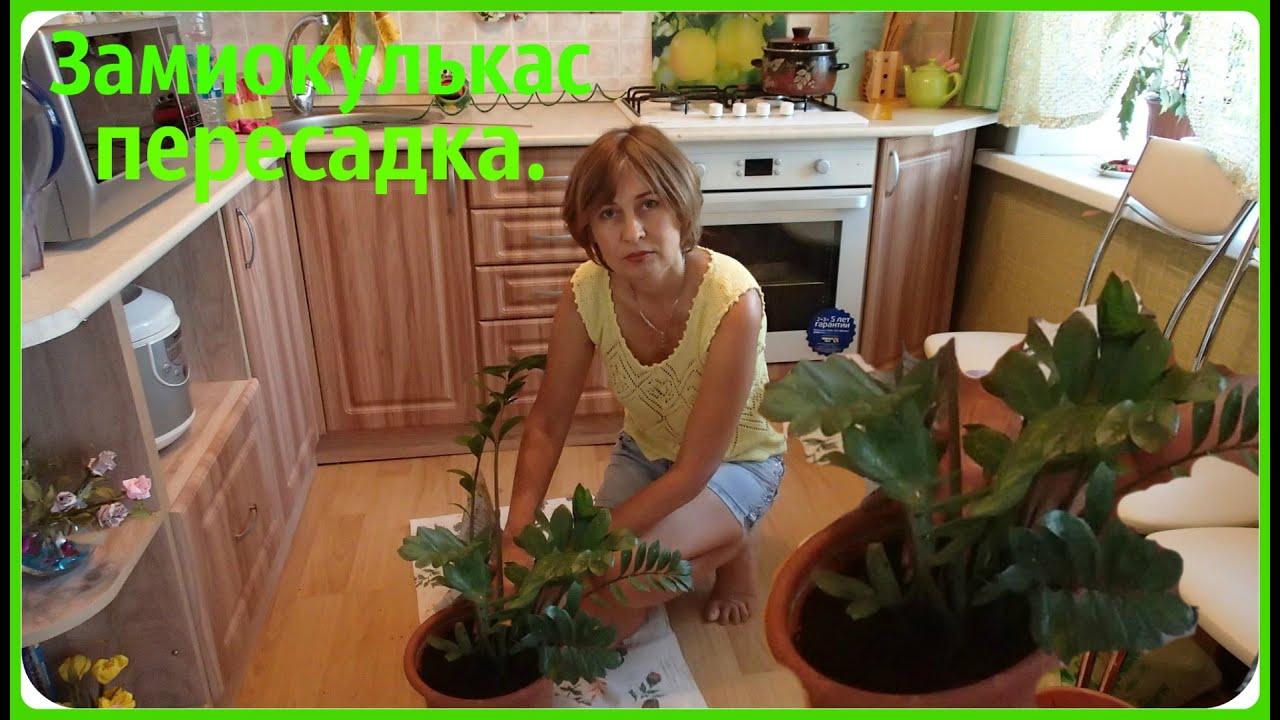 Пересадка Замиокулкаса, а еще его называют Долларовое дерево