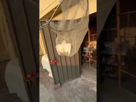 Part 2 birds pkr liye❤️🤩. #viralvideo #birds #treebranch #foryou #lovebirds e