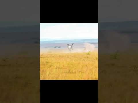 Animal Conflicts—Cheetah Vs Zebra: Watch Zebra’s intelligence!