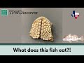 Animal Diets and Adaptations