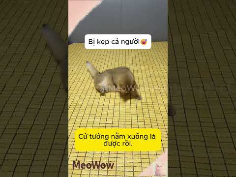 Tôi hết cách rồi! #cat #shorts #meowow