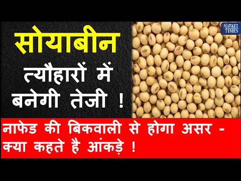 सोयाबीन त्यौहारों में बनेगी तेजी -  नाफेड की बिकवाली से होगा असर - क्या कहते है आंकड़े #soyabean