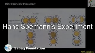 Hans Spemann's Experiment