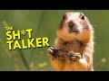 Prairie Dog Behavior and Ecology