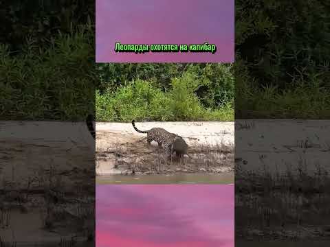 Леопарды охотятся на капибар
