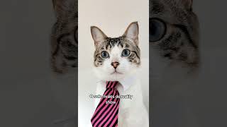 Presentación con gatito nuevo. #gatos #cat #sayapo_cats #michis #michistiernos #gatitos #pets