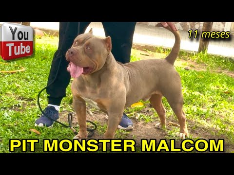 🎨 Pit Monster Malcom 11 meses