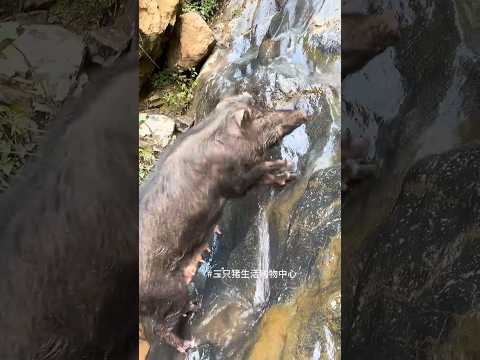 Fantastic Wild Boar Piglet 🐗 #pig #boar #animal #viral #short #wildboar #wildlife