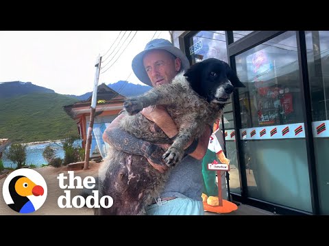 Guy Rescues A Sick Dog Outside Of 7-Eleven And Brings Him Back To Life | The Dodo