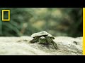 Understanding Bicephaly in Animals