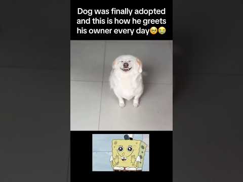 Happiest dog ever😭 #fyp #viral #animals #dog #cute #dogs #fypシ #shorts #ytshorts #funny #sad #yt