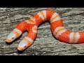 Animal Mutations and Genetic Anomalies