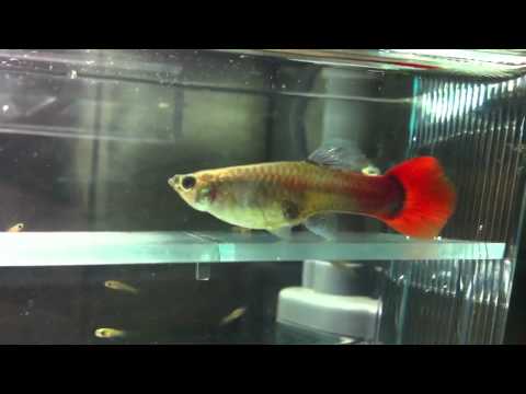 孔雀魚生產過程 - YouTube(4分01秒)