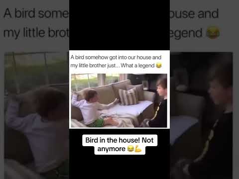 What a #legend! A #bird in the #house - not so fast. #kids #boy