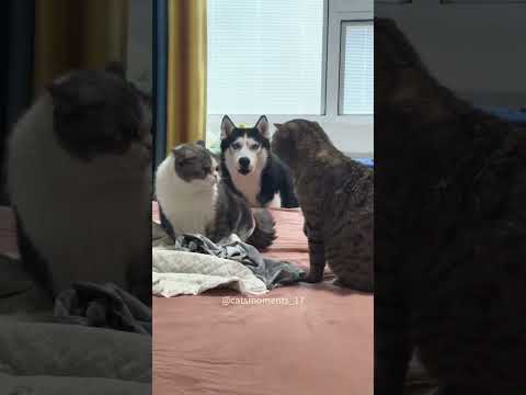 Cats vs dogs#funny #fuunypets #cat #funnypetschannel