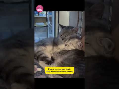 Nhìn mà thèm gì đâu á #cutecat #pet #viral