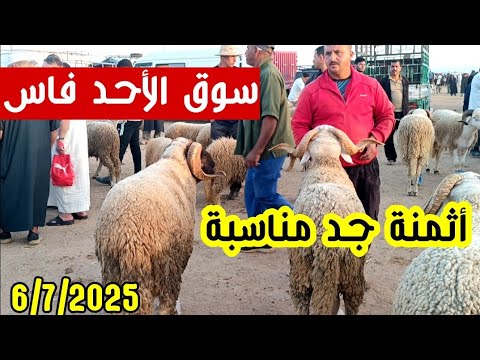 مباشرة من أحد فاس 6/7/2025 أثمنة الحولي والخروف الكسابي والنعجة الوالدة ورواسية وضارة والخروفة ف.م