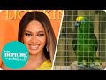 Chico the Parrot: Behavior and Background