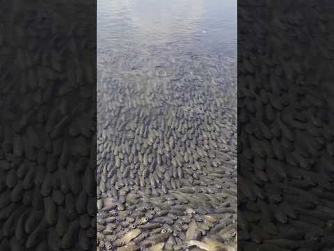 How do you catching tuna fish? #shortvideo