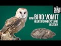 Exploring Owl Pellets and Their Role in Conservation