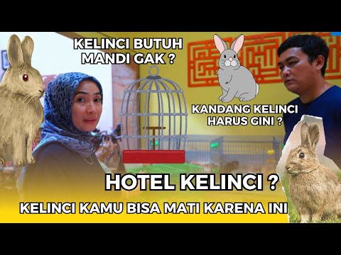 penyakit ini bisa bikin kelinci kalian mati! hotel kelinci di jakarta selatan