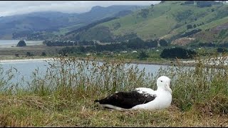 Live Royal Albatross Cam  New Zealand 