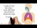 Exploring Breathing Mechanics in Respiratory Anatomy