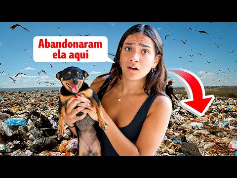 ENCONTREI UMA CACHORRINHA PERDIDA