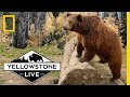Understanding Bear Conservation Practices