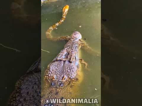 Crocodile vs Python: The Ultimate Battle in the Wild