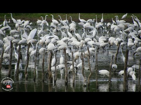 IMAGENS INCRÍVEIS DE BANDOS GIGANTESCOS SE ALIMENTANDO NA LAGOA E TODO O SOM DO MOMENTO