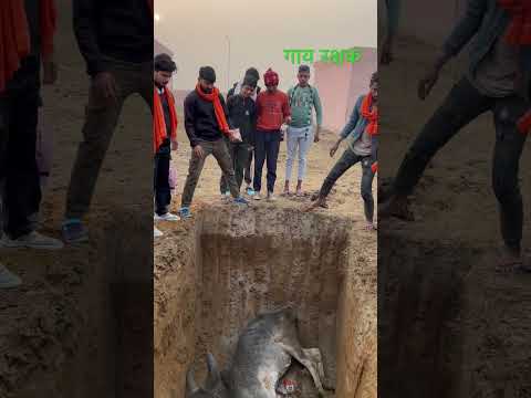 Cow Rakshak 🐄 ￼कृपया गाय ￼￼को खाना पिना दे। इन को छोड़े ना ।!