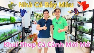 Khui Shop Cá Cảnh Mới Tinh - Nhà Cá Bảy Màu Khiến Dân Chơi Cá Mê Mệt