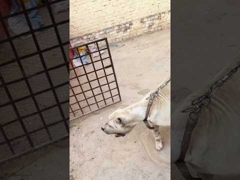 Bully Dog Out Off Control 😱 #samadpetsvlog #shorts #bullydog #bullykutta #dogshorts #reels #vlog