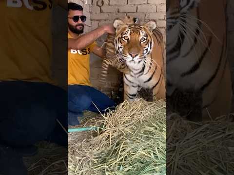 Episode 768: Tigress plying with hungry cubs ✌️😍