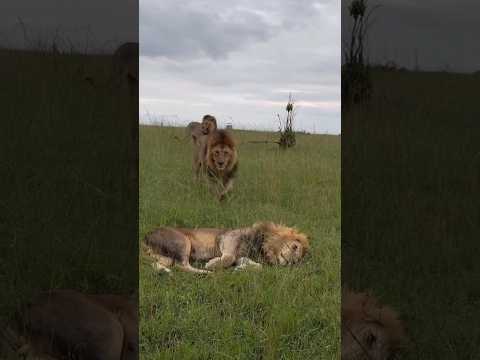 Los Black Rock se saludan (Oloimina, Oloshipa y Lorkulup) #shorts #lions #bigcats #wildlife #leones