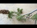 Tree Identification and Characteristics