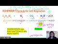 Exploring Cell Respiration Concepts