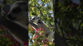 20 seconds of relaxing lemurs