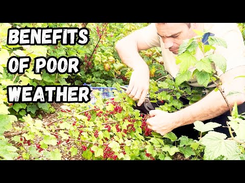 Surprising Benefits of Poor Weather: Our Best Soft Fruit Harvest Yet!